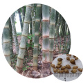 High germination non-hybrid tropical plant genuine Dendrocalamus asper giant bamboo seeds